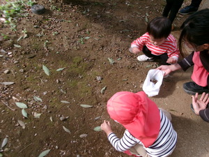 どんぐりを探す1歳児たち