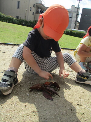 落ち葉を集めて並べる3歳児