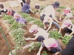 芋ほりの様子