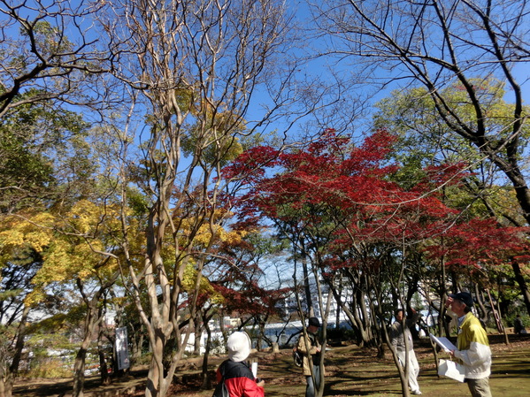 小茂根コースの紅葉の写真
