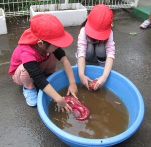 芋を洗っている子どもの写真
