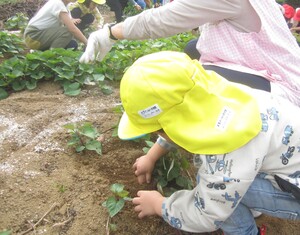 芋を収穫するために土を掘る子どもの様子