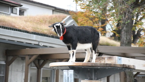 写真(5)