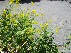 菜の花の写真