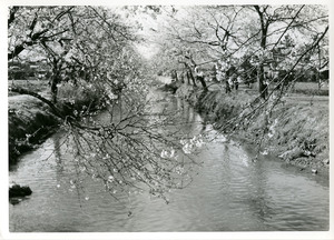 画像：上板橋三丁目付近　石神井川の桜