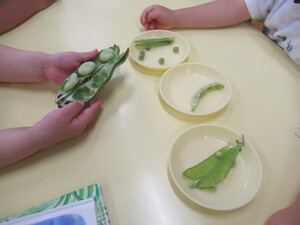 テーブルにそら豆やスナップエンドウなどの豆が並べてある様子