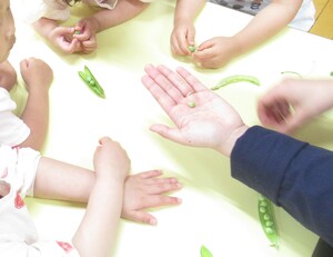 子どもたちがスナップエンドウのさや向きをしている様子