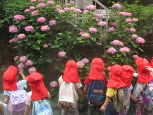 散歩先でみつけたアジサイが咲いた様子を見ています。