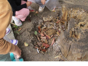 写真：切り株の前で落ち葉を拾う4歳児