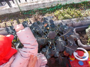 写真：「ブロッコリー」を見る子ども