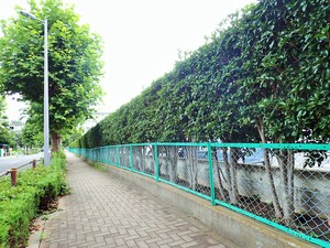 高島平第二住宅のキンモクセイとベニカナメモチの生垣
