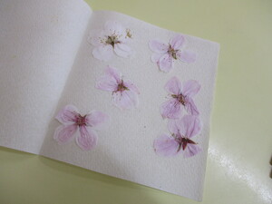 押し花を作りました