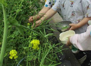 菜の花をさがしているところ