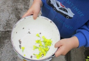 菜の花を集めているところ