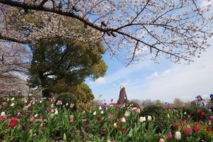 『桜とチューリップ』東京都立浮間公園