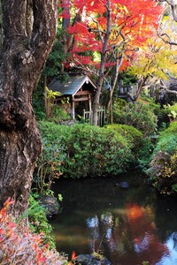 『秋の庭園』板橋区立 薬師の泉