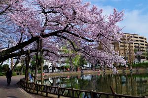 『板橋の桜』板橋区立見次公園