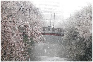 『春の雪』石神井川