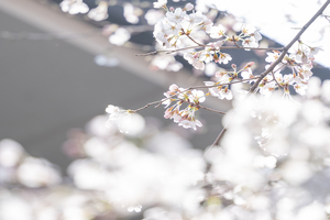 『桜雪』 松月院
