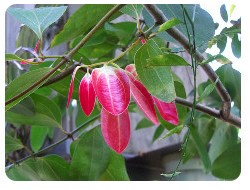セイロンニッケイ(花)の画像