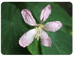 ムラサキモクワンジュ(花)の画像