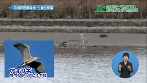 サムネイル：アオサギ発見（荒川生物生態園）