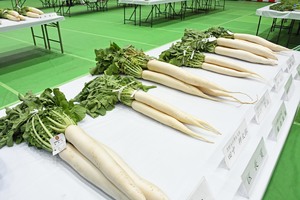 写真:志村みの早生大根