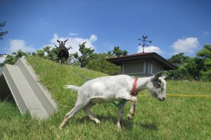 サムネイル：草屋根で遊ぶヤギ