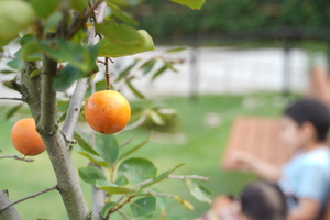 オレンジ色の果物