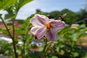 ジャガイモの花