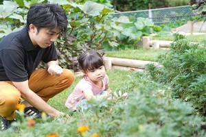 父と娘が野菜を収穫する様子