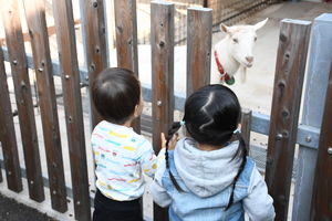 動物園　やぎとの触れ合い