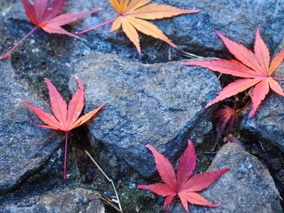 薬師の泉庭園の敷石の写真