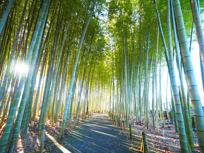 大門竹の子公園の写真