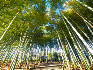 竹林の写真