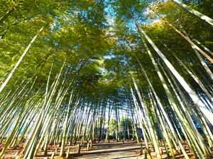 竹林の写真