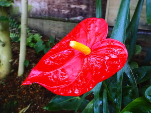 アンスリウムの花の写真