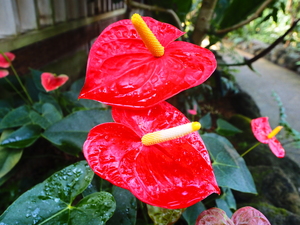 アンスリウムの花の写真