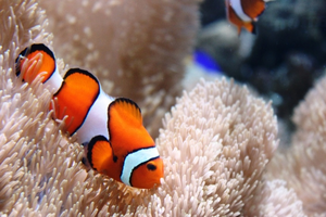 ミニ水族館の写真