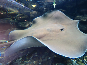 ミニ水族館の写真