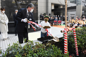 ケヤキへの土かけ