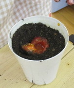 写真：トマトを土に植える