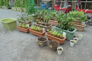 写真:野菜の栽培