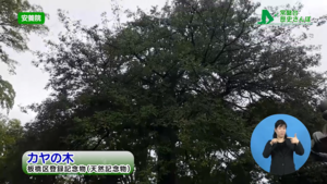 カヤの木