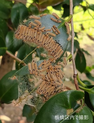 葉を食べるチャドクガの幼虫の写真