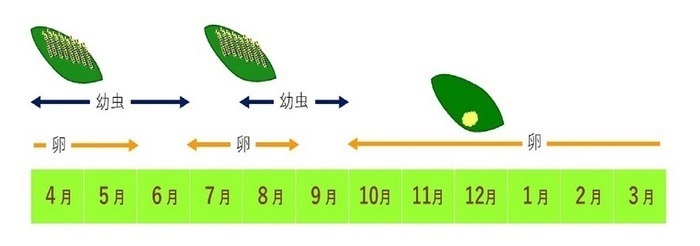 チャドクガの幼虫と卵の時期のイラスト