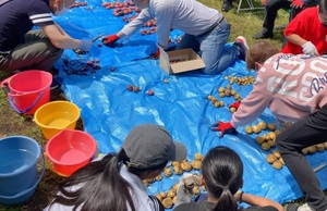 ジャガイモ収穫