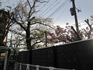 桜の花
