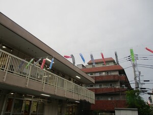 園庭で泳ぐこいのぼりの写真