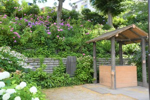 あじさい写真